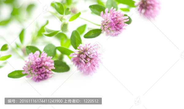 背景與粉紅三葉草