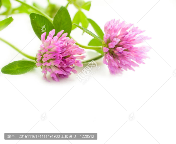 背景與三葉草