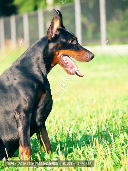 坐在漂亮的黑色杜賓犬