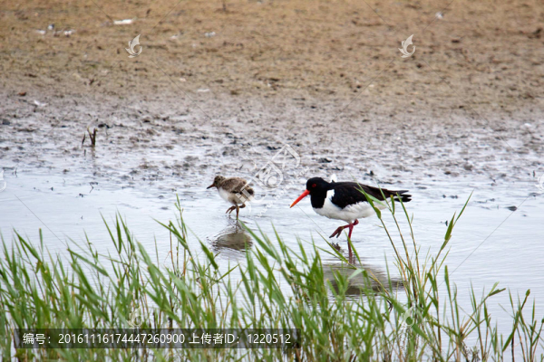 Oystercatcher（Haematopus,ostralegus）與雞