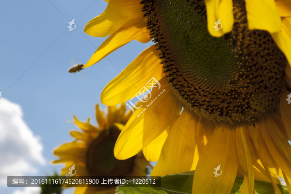 向日葵細(xì)節(jié)與蜜蜂