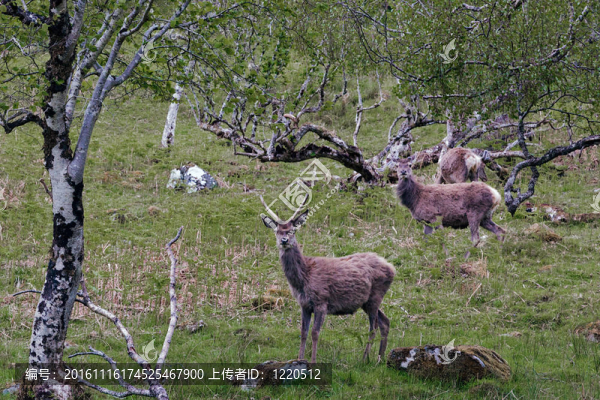馬鹿（Cervus,elaphus）