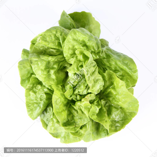 生菜