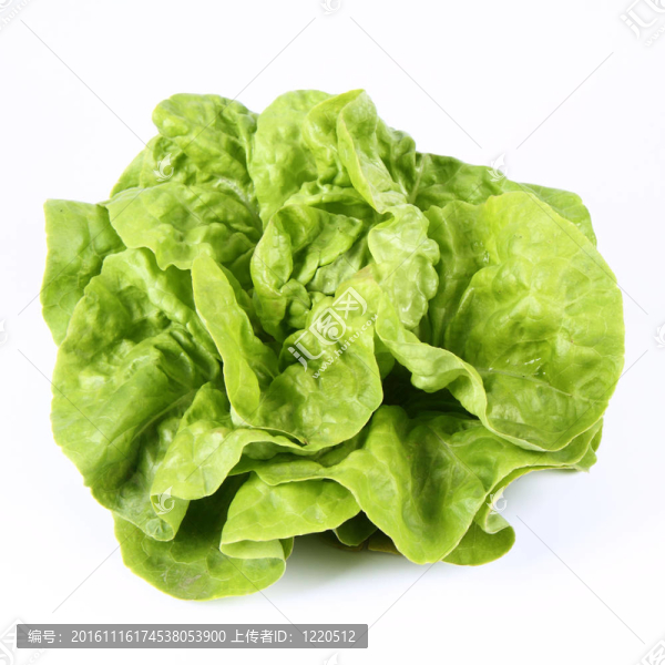 生菜