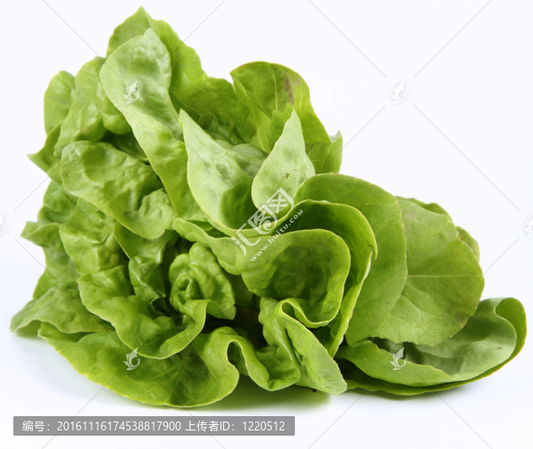 生菜