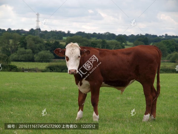 年輕的海福特肉牛公牛