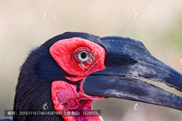 犀鳥特寫肖像