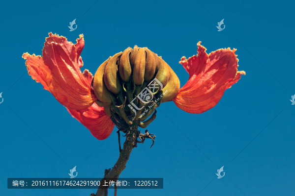 鳳凰木；華麗的樹；樹；花孔雀；Gulmohar,Delonix,regia