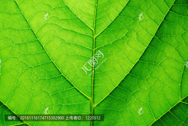 葉