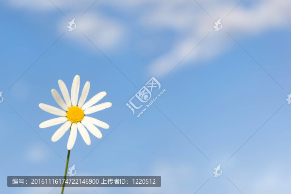 迷人的甘菊