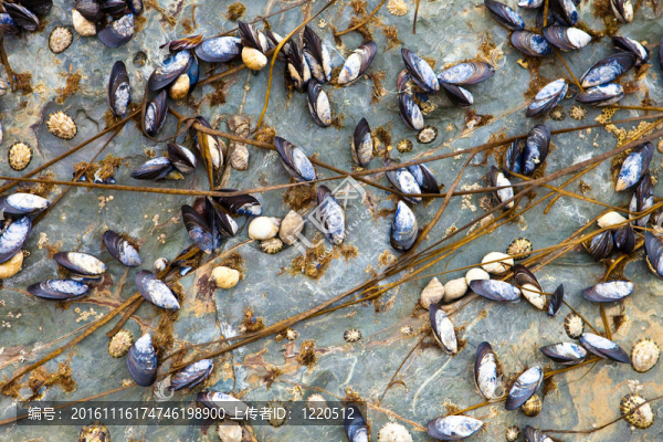 mussles和藤壺