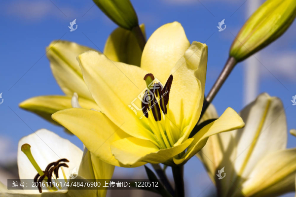 黃色的百合