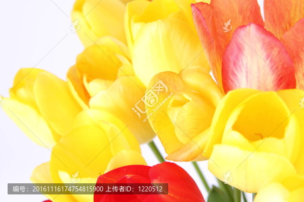 郁金香