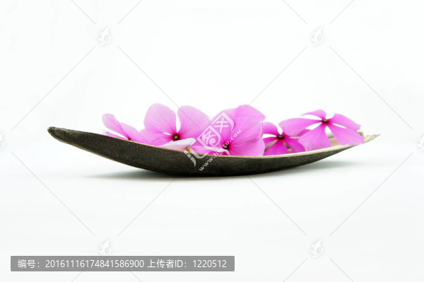 粉紅色的花舟
