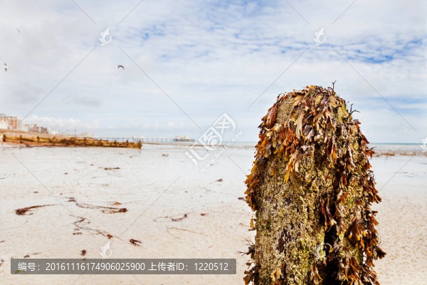 海草覆蓋的防波堤