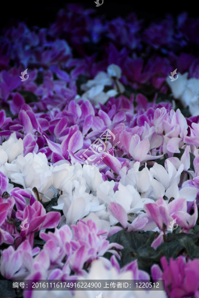 Flowers在悉尼的一個(gè)花園里