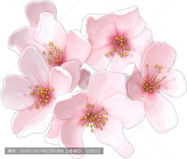 櫻花