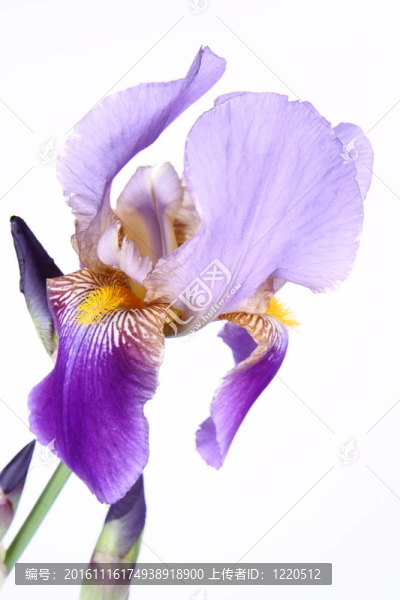 虹膜