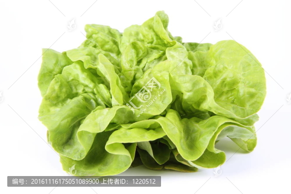 生菜