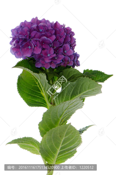 Lacecap,Hydrangea（秦艽規(guī)范）