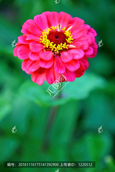 美麗的粉紅色花綠色背景