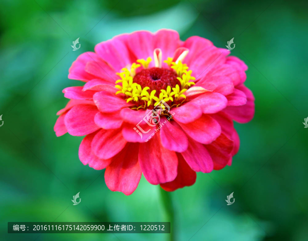 綠色背景上的粉紅花