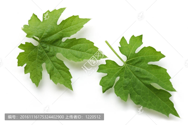 苦瓜葉