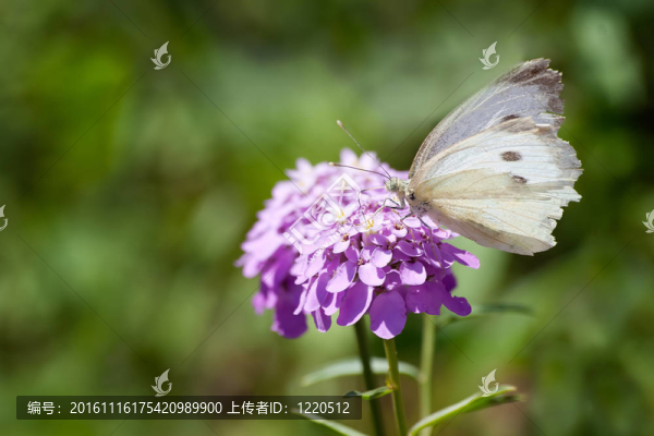 蝴蝶和紫色的花