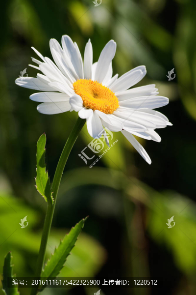 一個(gè)黃色的核心菊花