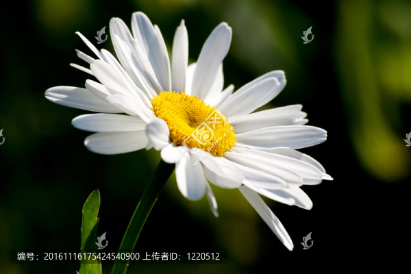 一個黃色的核心菊花