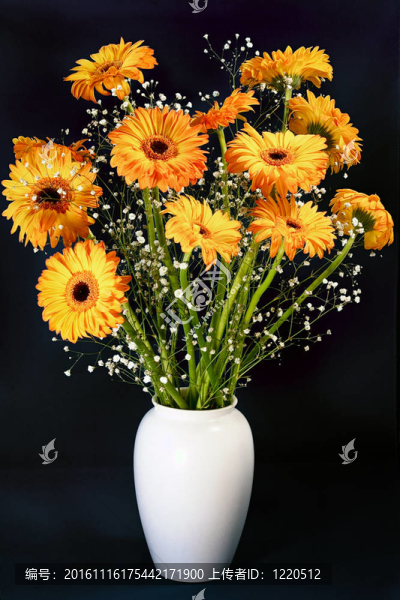 Golden,Gerberas（菊科）
