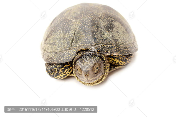烏龜