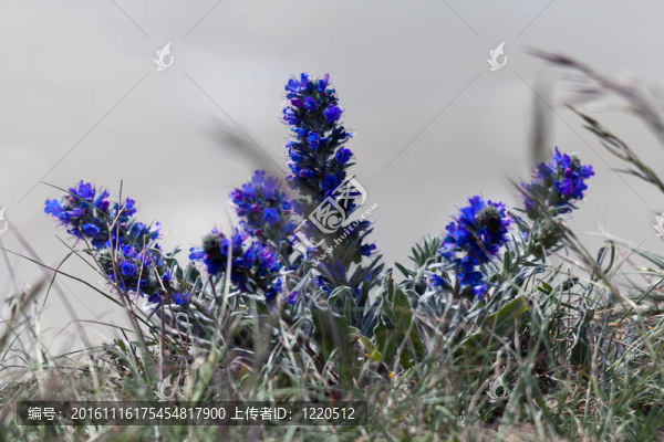 毒蛇的Bugloss（Echium大麥）在比奇角懸崖邊緣生長(zhǎng)