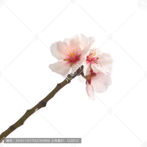 杏仁粉紅花。