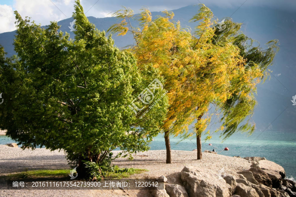 風(fēng)吹樹在意大利加爾達(dá)湖岸邊的加爾達(dá)湖濱-匯圖網(wǎng) www.fosd68.com 風(fēng)吹樹在意大利加爾達(dá)湖岸邊的加爾達(dá)湖濱