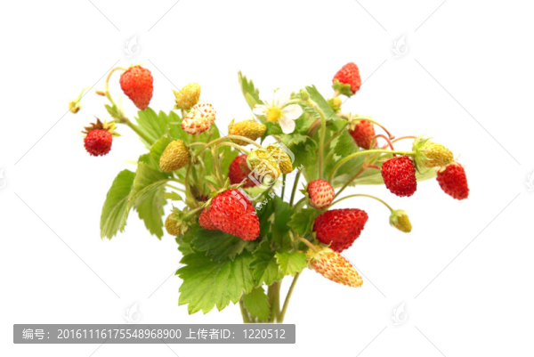 野草莓