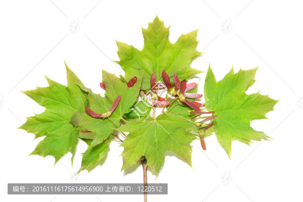 綠葉枝