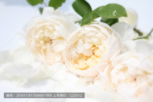 白玫瑰-匯圖網(wǎng) www.fosd68.com 白玫瑰