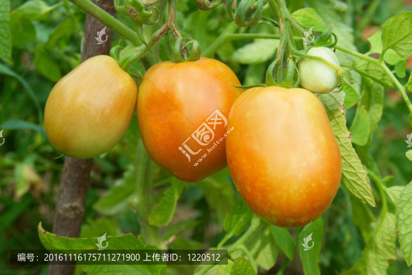 紅色和綠色的西紅柿