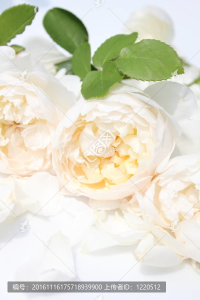 玫瑰-匯圖網(wǎng) www.fosd68.com 玫瑰