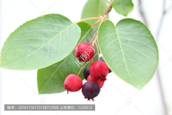 唐棣屬