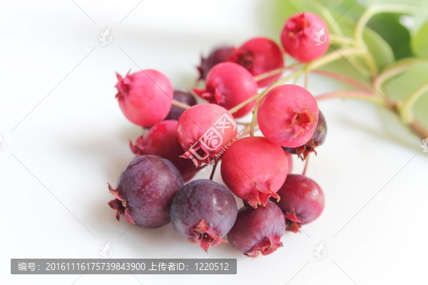 唐棣屬