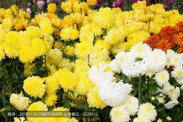 不同顏色的菊花田。