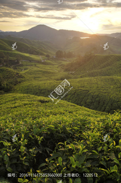 馬來西亞卡梅倫高原茶園里的早晨