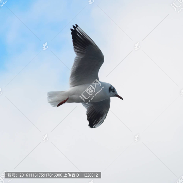 飛海鷗