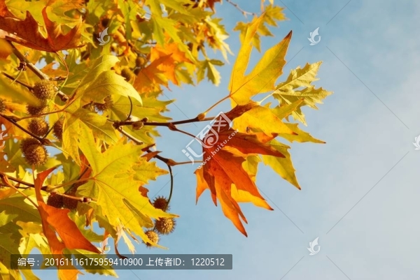 黃色落葉。
