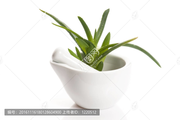 Aloe,vera,-草藥