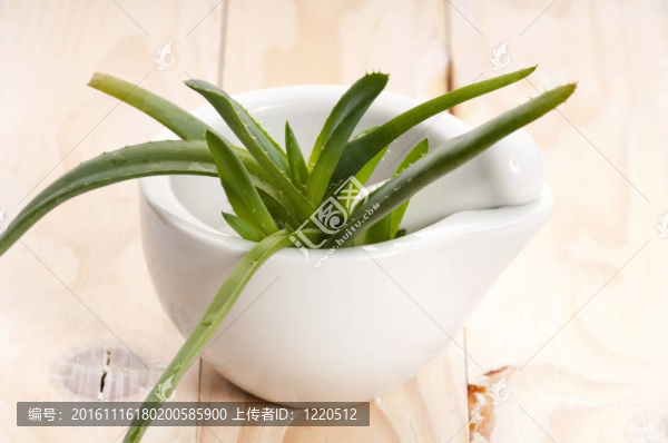 Aloe,vera,-草藥