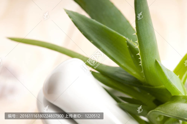 Aloe,vera,-草藥