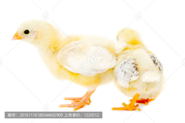 兩只小雞